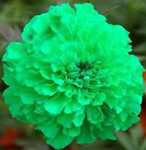 Flower Seeds, Seeds,Seeds For Planting,Plant Seeds