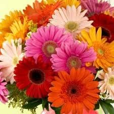 Flower Seeds, Seeds,Seeds For Planting,Plant Seeds