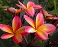 Mixed Frangipani Flower Seeds for Planting – Heirloom, Non-GMO Vibrant Organic Garden Seeds