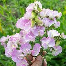 Flower Seeds, Seeds,Seeds For Planting,Plant Seeds