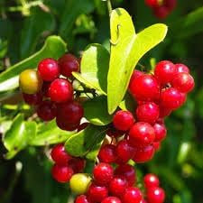 Fruit Seeds,Garden seeds, Seeds For Planting,Plant Seeds