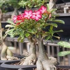 Flower Seeds, Seeds,Seeds For Planting,Plant Seeds