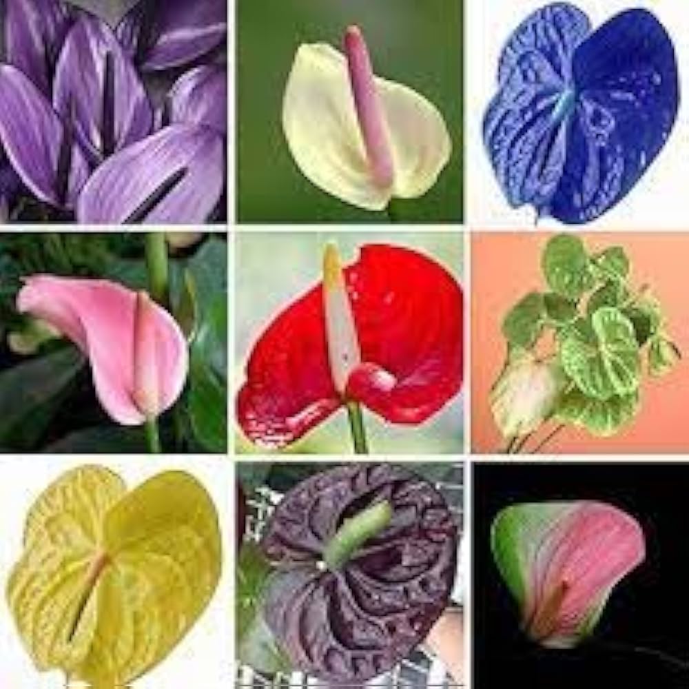 Multi-Colour Anthurium Flower Seeds for Planting – Heirloom, Non-GMO, Low-Maintenance High Germination Garden Seeds