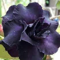 Flower Seeds, Seeds,Seeds For Planting,Plant Seeds