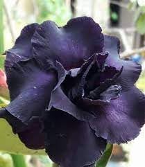 Flower Seeds, Seeds,Seeds For Planting,Plant Seeds