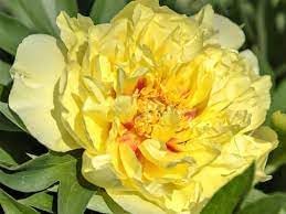 Flower Seeds, Seeds,Seeds For Planting,Plant Seeds