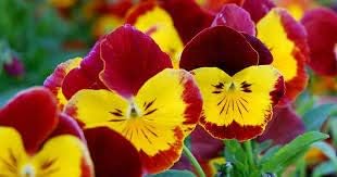 Flower Seeds, Seeds,Seeds For Planting,Plant Seeds