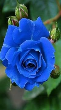 Flower Seeds, Seeds,Seeds For Planting,Plant Seeds