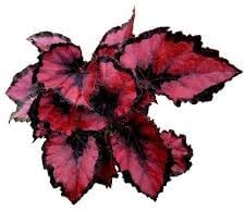Flower Seeds, Seeds,Seeds For Planting,Plant Seeds