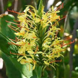 Flower Seeds, Seeds,Seeds For Planting,Plant Seeds
