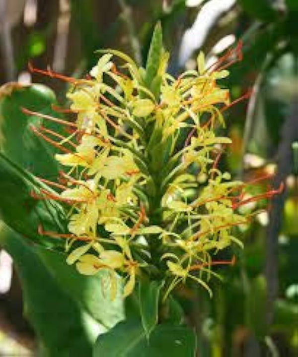 Flower Seeds, Seeds,Seeds For Planting,Plant Seeds