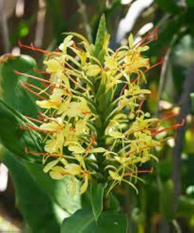 Flower Seeds, Seeds,Seeds For Planting,Plant Seeds