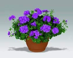 Flower Seeds, Seeds,Seeds For Planting,Plant Seeds