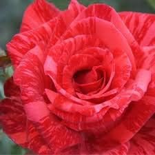 Flower Seeds, Seeds,Seeds For Planting,Plant Seeds