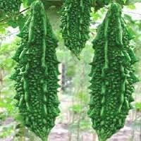 Vegetable Seeds,Garden seeds, Seeds For Planting,Plant Seeds