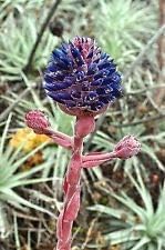 Flower Seeds, Seeds,Seeds For Planting,Plant Seeds