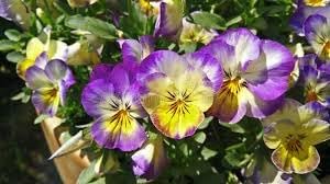 Flower Seeds, Seeds,Seeds For Planting,Plant Seeds