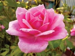 Flower Seeds, Seeds,Seeds For Planting,Plant Seeds