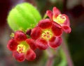 Red Bellyache Bush Flower Seeds for Planting – Heirloom, Non-GMO, High Germination Garden Seeds
