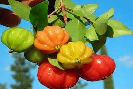 Fruit Seeds,Garden seeds, Seeds For Planting,Plant Seeds