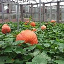 Vegetable Seeds,Garden seeds, Seeds For Planting,Plant Seeds