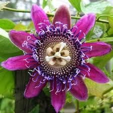 Flower Seeds, Seeds,Seeds For Planting,Plant Seeds