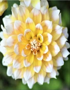 Flower Seeds, Seeds,Seeds For Planting,Plant Seeds