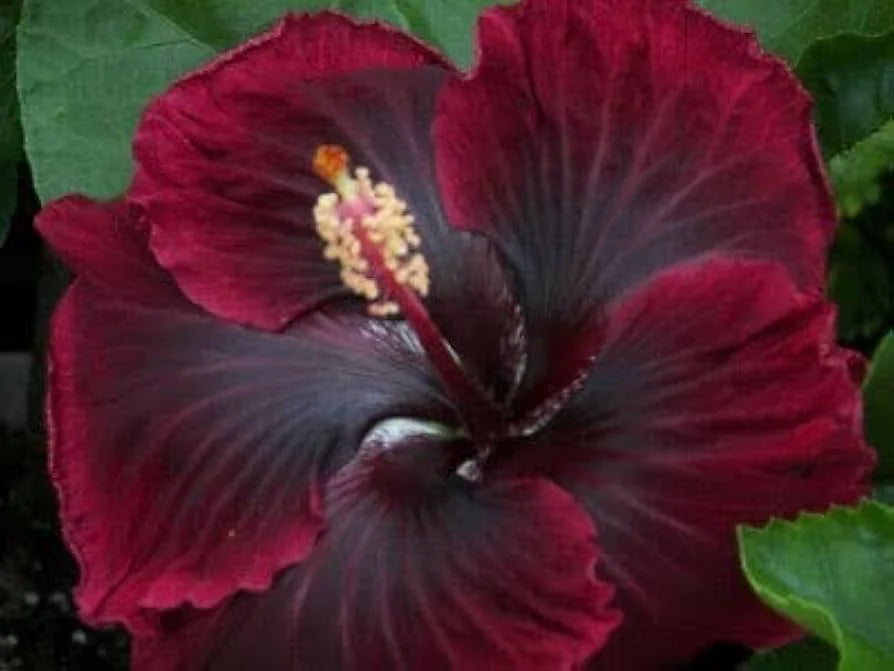 Red Black Hibiscus Flower Seeds – Heirloom, Non-GMO, High Germination Organic Garden Seeds for Planting