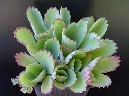 Flower Seeds, Seeds,Seeds For Planting,Plant Seeds