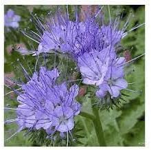 Flower Seeds, Seeds,Seeds For Planting,Plant Seeds
