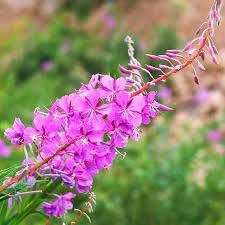 Flower Seeds, Seeds,Seeds For Planting,Plant Seeds