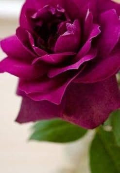 Pink Dark Violet Multi-Color Rose Seeds – Heirloom, Non-GMO, Hardy Variety