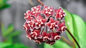 Flower Seeds, Seeds,Seeds For Planting,Plant Seeds