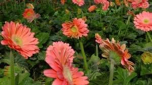 Flower Seeds, Seeds,Seeds For Planting,Plant Seeds