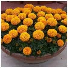 Flower Seeds, Seeds,Seeds For Planting,Plant Seeds