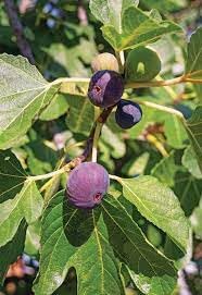 Fruit Seeds,Garden seeds, Seeds For Planting,Plant Seeds
