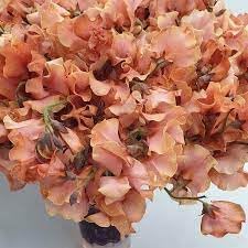 Flower Seeds, Seeds,Seeds For Planting,Plant Seeds