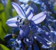 Scilla Bifolia Flower Seeds for Planting – Heirloom, Non-GMO, High Germination Organic Garden Seeds