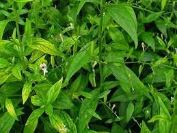 Flower Seeds, Seeds,Seeds For Planting,Plant Seeds