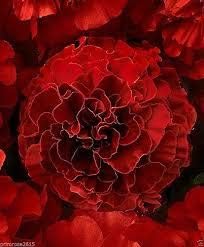 Flower Seeds, Seeds,Seeds For Planting,Plant Seeds