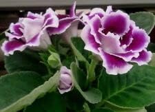 Flower Seeds, Seeds,Seeds For Planting,Plant Seeds