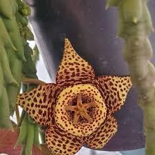 Flower Seeds, Seeds,Seeds For Planting,Plant Seeds