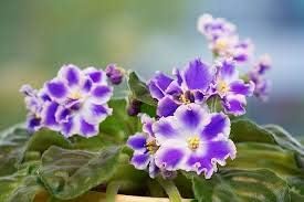 Flower Seeds, Seeds,Seeds For Planting,Plant Seeds