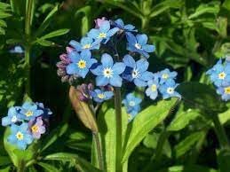 Flower Seeds, Seeds,Seeds For Planting,Plant Seeds