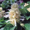 Lamiaceae Flower Seeds for Planting – Heirloom, Non-GMO, High Germination, Organic Garden Seeds