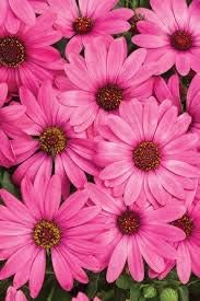 Flower Seeds, Seeds,Seeds For Planting,Plant Seeds