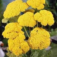 Flower Seeds, Seeds,Seeds For Planting,Plant Seeds