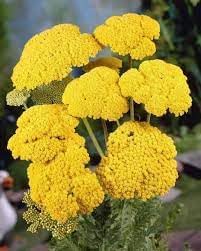 Flower Seeds, Seeds,Seeds For Planting,Plant Seeds