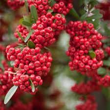 Fruit Seeds,Garden seeds, Seeds For Planting,Plant Seeds