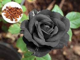 Flower Seeds, Seeds,Seeds For Planting,Plant Seeds